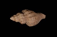 藏品(籠目結螺)的圖片